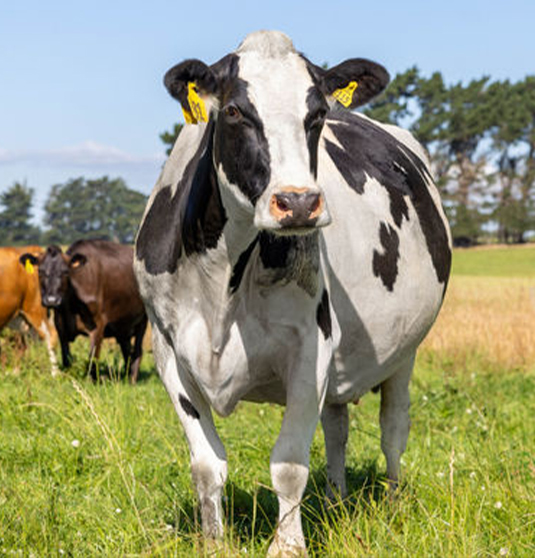 RESIZED535-x-COW_UPDATE_jun2023 Mataura Valley Milk